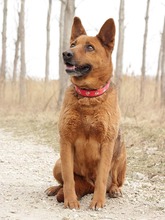 NEVADA, Hund, Mischlingshund in Slowakische Republik - Bild 3