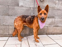 NEVADA, Hund, Mischlingshund in Slowakische Republik - Bild 35