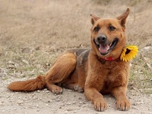 NEVADA, Hund, Mischlingshund in Slowakische Republik - Bild 37
