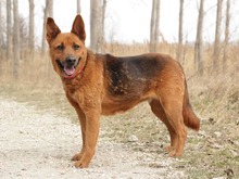 NEVADA, Hund, Mischlingshund in Slowakische Republik - Bild 38