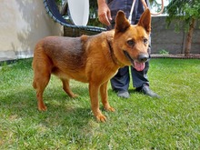 NEVADA, Hund, Mischlingshund in Slowakische Republik - Bild 39
