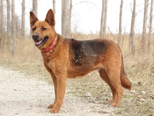 NEVADA, Hund, Mischlingshund in Slowakische Republik - Bild 4