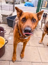 NEVADA, Hund, Mischlingshund in Slowakische Republik - Bild 5