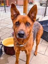 NEVADA, Hund, Mischlingshund in Slowakische Republik - Bild 6