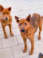 NEVADA, Hund, Mischlingshund in Slowakische Republik - Bild 8