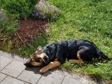 NELLY, Hund, Mischlingshund in Nordkirchen - Bild 11