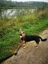 NELLY, Hund, Mischlingshund in Nordkirchen - Bild 5