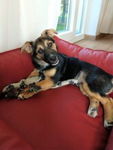 NELLY, Hund, Mischlingshund in Nordkirchen - Bild 9