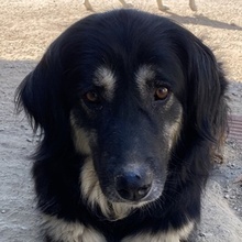NAYDA, Hund, Mischlingshund in Griechenland - Bild 1