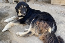 NAYDA, Hund, Mischlingshund in Griechenland - Bild 10