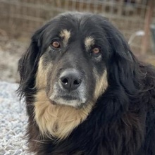NAYDA, Hund, Mischlingshund in Griechenland - Bild 11