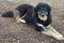 NAYDA, Hund, Mischlingshund in Griechenland - Bild 12