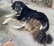 NAYDA, Hund, Mischlingshund in Griechenland - Bild 2