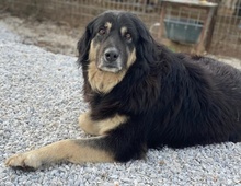 NAYDA, Hund, Mischlingshund in Griechenland - Bild 21