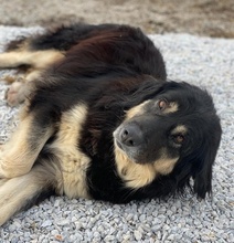 NAYDA, Hund, Mischlingshund in Griechenland - Bild 22