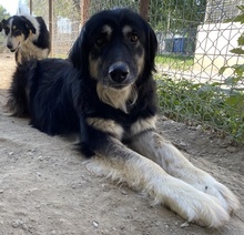 NAYDA, Hund, Mischlingshund in Griechenland - Bild 3