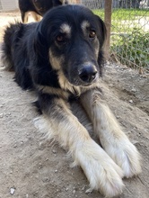 NAYDA, Hund, Mischlingshund in Griechenland - Bild 4