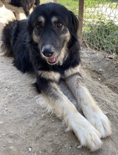 NAYDA, Hund, Mischlingshund in Griechenland - Bild 5