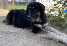 NAYDA, Hund, Mischlingshund in Griechenland - Bild 6