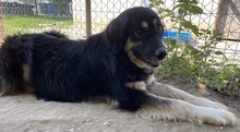 NAYDA, Hund, Mischlingshund in Griechenland - Bild 7