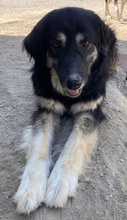 NAYDA, Hund, Mischlingshund in Griechenland - Bild 8
