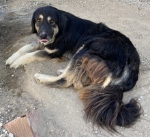 NAYDA, Hund, Mischlingshund in Griechenland - Bild 9