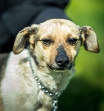 NINJA, Hund, Mischlingshund in Ungarn - Bild 1