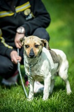 NINJA, Hund, Mischlingshund in Ungarn - Bild 2