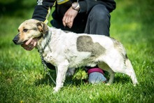 NINJA, Hund, Mischlingshund in Ungarn - Bild 3