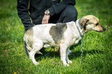 NINJA, Hund, Mischlingshund in Ungarn - Bild 4