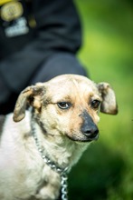 NINJA, Hund, Mischlingshund in Ungarn - Bild 6