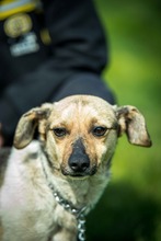 NINJA, Hund, Mischlingshund in Ungarn - Bild 7