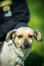NINJA, Hund, Mischlingshund in Ungarn - Bild 8