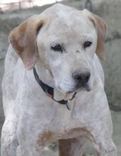 LORDOS, Hund, Mischlingshund in Griechenland - Bild 12