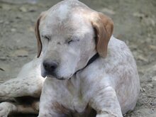LORDOS, Hund, Mischlingshund in Griechenland - Bild 13