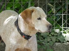 LORDOS, Hund, Mischlingshund in Griechenland - Bild 14