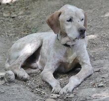 LORDOS, Hund, Mischlingshund in Griechenland - Bild 15