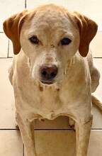 LORDOS, Hund, Mischlingshund in Griechenland - Bild 16