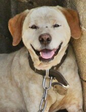 LORDOS, Hund, Mischlingshund in Griechenland - Bild 18