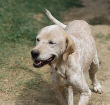 LORDOS, Hund, Mischlingshund in Griechenland - Bild 19