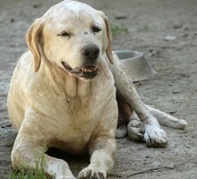 LORDOS, Hund, Mischlingshund in Griechenland - Bild 2