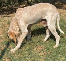 LORDOS, Hund, Mischlingshund in Griechenland - Bild 20