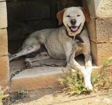 LORDOS, Hund, Mischlingshund in Griechenland - Bild 25