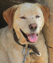LORDOS, Hund, Mischlingshund in Griechenland - Bild 26