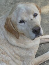 LORDOS, Hund, Mischlingshund in Griechenland - Bild 3