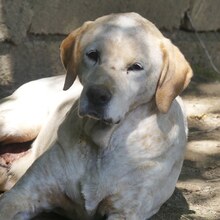 LORDOS, Hund, Mischlingshund in Griechenland - Bild 4