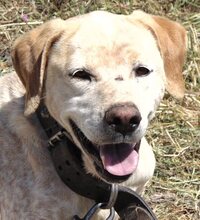 LORDOS, Hund, Mischlingshund in Griechenland - Bild 5