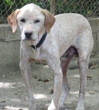 LORDOS, Hund, Mischlingshund in Griechenland - Bild 6