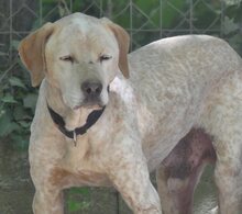 LORDOS, Hund, Mischlingshund in Griechenland - Bild 7