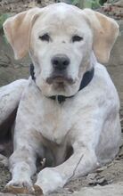 LORDOS, Hund, Mischlingshund in Griechenland - Bild 8